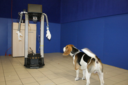 Dogs Are Perfectly Happy To Socialize With Robots