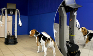 Dogs are loyal to ANYTHING that feeds them, including robots