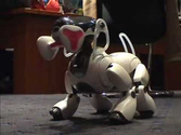 AIBO robot playing with a cat!