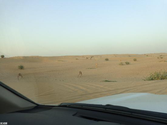 Evening Desert Safari - Your Dream Desert Safari Destinations