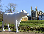 Cows about Cambridge 2020
