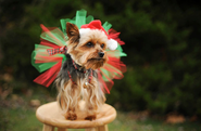 Festive Fashion for Dogs Big and Small