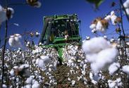 Cotton Ruling Unchanged Due To Poor Demand