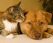 Flea and Tick Product Ingredients: What You Should Know