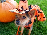 Halloween Safety for Dogs