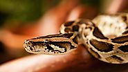 Learn Basics of Python like a Baby - Udemy