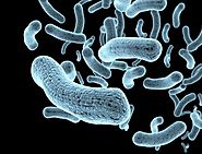 What is the gut microbiota? What is the human microbiome?