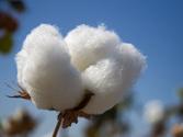 2014: Outlook on Cotton and Pricing - Sourcing Journal Online