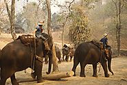 Visit an Elephant Camp