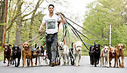 Find the best Dog Walker in Buckhurst Hill