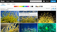 Flickr now lets you search for images based on visual similarity