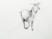 How to Draw A Goat: In a Few easy steps with pictures