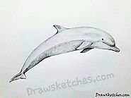 How to Draw A Dolphin: In A Few Easy Steps with Pictures
