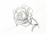 How to Draw A Rose: In A Few Easy Steps with Pictures
