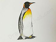 How to Draw A Penguin: In A Few Easy Steps with Pictures