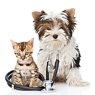 Most Common Spaying and Neutering Myths Busted | OxfordAnimalVet Blog