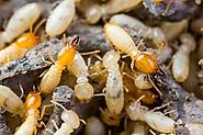 Termite Control Shellharbour