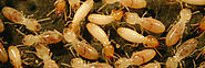 Termite Control Shellharbour