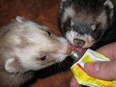 What To Feed A Ferret