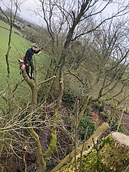 Find the best Tree Surgeon in Waters Upton