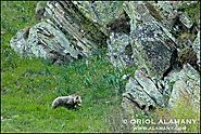 • Fotografiando Oso pardo en los Pirineos