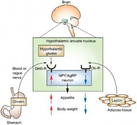 Research Review: Leptin, ghrelin, weight loss - it's complicated