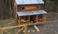 Raising BackYard Chickens, Build a Chicken Coop, Pictures of Breeds