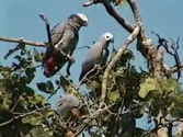 African Grey Parrot - Animals Town