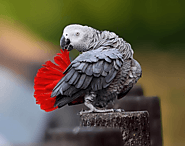 African Grey Parrot - Health diet personality intelligence and care