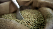 Green Coffee: Debunking the Weight Loss 'Miracle'