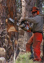 Chainsaw - Wikipedia, the free encyclopedia