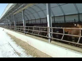 Finishing Cattle in Hoop Barns