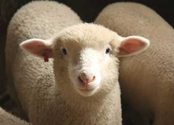 The Baaaaasics of Raising Sheep