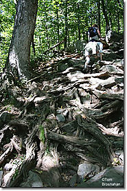 Hike Mt. Monadnock with the Kids