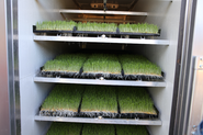 Growing Sprouted Fodder For Livestock