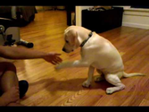16 week labrador retriever puppy dog training and tricks