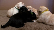 Dogs 101 - Puppies 101 : Videos : Animal Planet