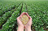 China's soybean imports to set record for 14th season in a row