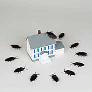 An Experienced Bed Bugs Specialist in Philadelphia, PA