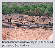 Certificación FSC y PEFC para Imprentas y Papeleras Ambientalmente Proactivas