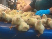Pennsylvania Chicken Company Accused of Cruelty