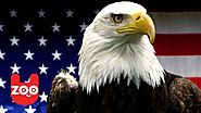 America's Greatest Animals: The Bald Eagle