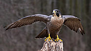 1. Peregrine Falcon