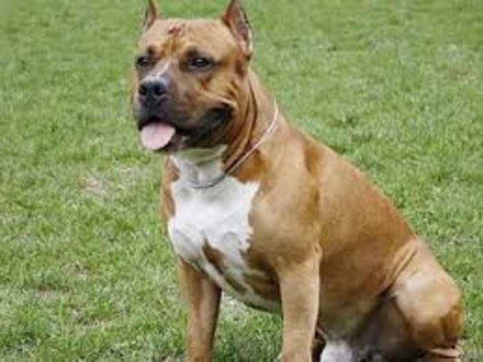 Most Reliable Dogs A Listly List