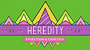 Heredity: Crash Course Biology #9