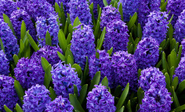 How to grow Hyacinths Flowering Bulbs Outdoors and Indoors?