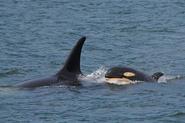 World's Oldest Orca (She's 103!) Spotted Along Canadian Coast