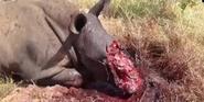 Stop Rhino Poaching in South Africa