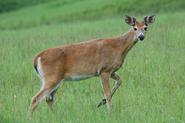 Drought and Bad Weather Make Last year's Oklahoma deer hunt season worst this century