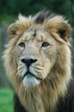 Fact Attack: Endangered Species No. 113 - The Asiatic Lion